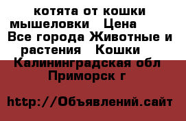 котята от кошки мышеловки › Цена ­ 10 - Все города Животные и растения » Кошки   . Калининградская обл.,Приморск г.